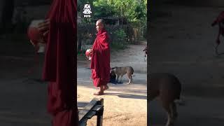 Đang làm chó tự nhiên được xin ban phước giữa đường  #shorts #pets