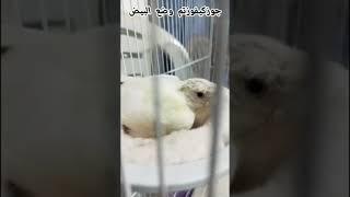 #جوز_كيفوز_أبيض_نخب_أول_تم_وضع_البيض#صوت_الكناري#تغريدكناري#