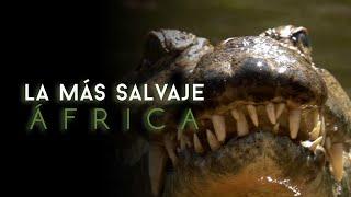 África más salvaje - Virungas: Tierra de Hielo y Fuego