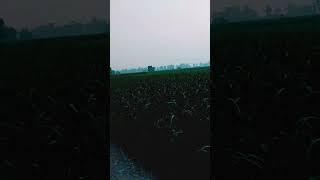 gaon ka desi rang #pooja upadhyay
