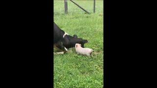 Rescued Calf and Piglet Excited to See Each Other