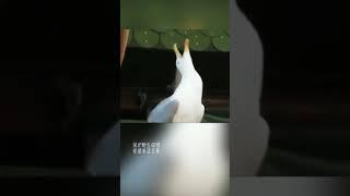 海鸥的叫声好嗨皮
