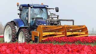 The Story of the Tulips | Planting to Harvest | One year at Maliepaard Bloembollen