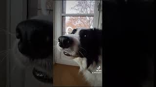 Techno boy #bordercollie #dogs #funnyvideo #kimbab #technodog