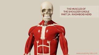 Muscles of Shoulder Girdle 2a: Rhomboids (3D Anatomy)