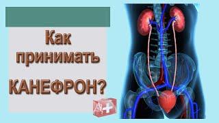 КАНЕФРОН Н при циститах и нефритах. Как принимать при воспалениях?