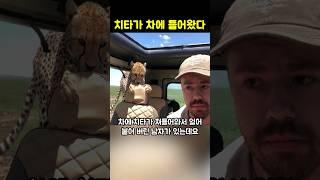 차에 치타가 들어와서 그대로 얼어붙은 남자