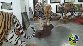 Tiger Sculpture