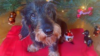 Christmas Tree Dachshund Teddy Style 