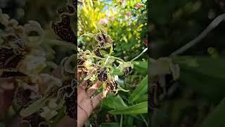 Dendrobium Spectabile is in Full Flower.
