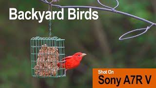 Backyard Birds - Shot on Sony A7R V