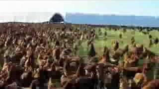 Come chickens!