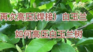 再次高压（焊接）白玉兰树，如何高压（焊接）白玉兰