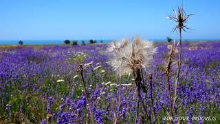 Beautiful nature, lavender field for relaxation and rejuvenation | Beautiful sounds of nature