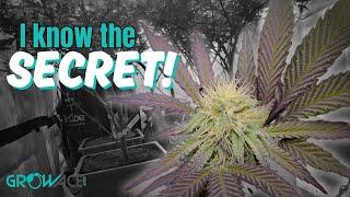 The SECRET to MASSIVE BUDS!  |  It's so SIMPLE