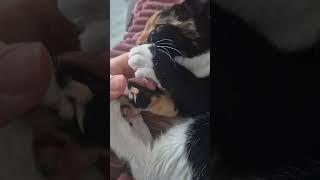 #catlover #adorablecats #viralshort #catcompilation #softcatvideo #fluffykitty