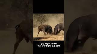 자신의 목숨을 걸고 싸우는 물소