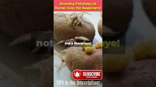 DIY Growing Potatoes at Home Easy for Beginners!