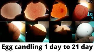 Egg candling / Super Simple Way to Candling Eggs Using a Mobile Phone