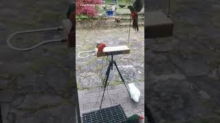 Etherwave Theremin vs Wild Australian King Parrots #theremin #impro