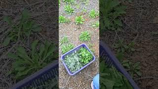 멀 하고 계신가요 #주말농사 #garden #자연농원 #농사 #gardening #귀촌생활