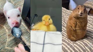 tiktok RARE and UNUSUAL pets compilation