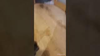 Сфинкс копирует овчарку