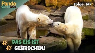 Knut auf Kuschelkurs mit Eisbärin Gianna im Zoo | Panda, Gorilla & Co.