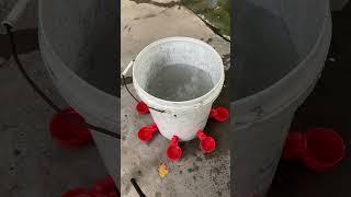 3 Gallon Large Capacity Automatic ChickenWaterer Chicken Waterer System