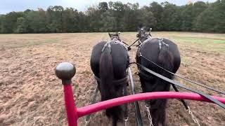 DRAFT HORSES // Exercising Jean and Grace, 3 year old Percherons