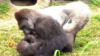 D'jeeco is very gentle to Ringo|D'jeeco Family|Gorilla|Taipei zoo