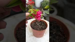 Follow this method to make paper flowers bloom all year round