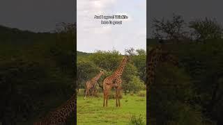 Have you ever heard of this place?  #travelafrica #travelkenya #kenya #amboseli #shorts
