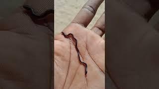 K morom loga #Har har mahadev #mahadev_status # part 1 coming part 2
