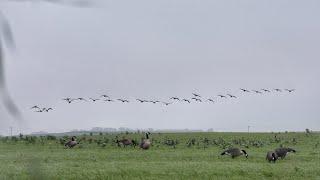 South Dakota Early Goose Hunting (OLD BAND)