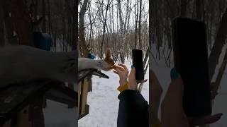 В Британии разрешили есть белок?! о_О