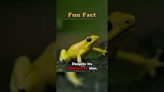 What Happens When You Touch a Golden Poison Frog?! #shorts #funfacts #animals