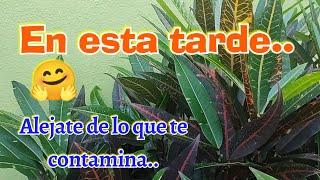 Aléjate de todo lo que te contamina, hermoso mensaje de buenas tardes
