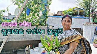 ଗୁଆଗଛ ନର୍ସରୀ ପ୍ରସ୍ତୁତି || Betel Nut Nursery || odia || terrace garden   || ବୋଉଙ୍କ ବଗିଚା