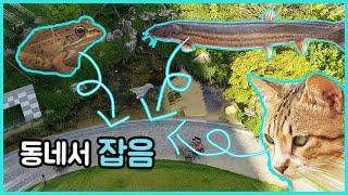 사람때리는 개구리 키우기ㅋㅋ(feat. 길고양이) | 히히튜브