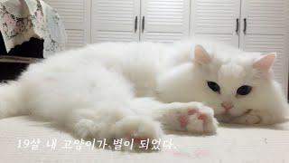 김나비편 예쁜 나의 첫고양이 나비와의 이별 우리 꼭 다시 만나자