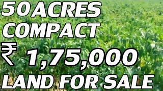 50 ACRES LAND FOR SALE | GREEN MIRCHI CULTIVATION LAND SALE | COST PER ACRE ₹ 1,75,000 /- LAKH |PPTV