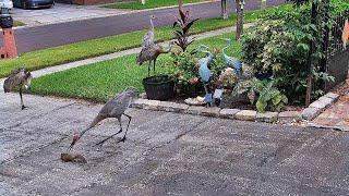 Cranes v Squirrels FYV