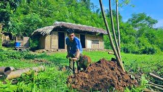 Diary of Treading Tears : Rise up strongly. Dig a hole to store water, Chicken flock development