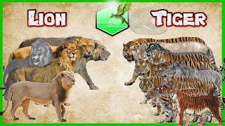 Lion vs Tiger Comparison Size LİVİNG EXTİNCT