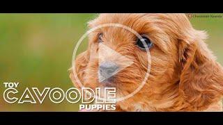 Cavoodle puppies #chevromistpuppies