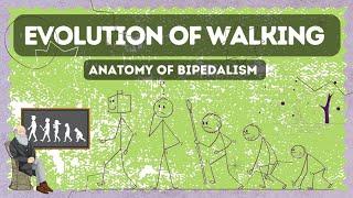 Evolution of Upright Walking