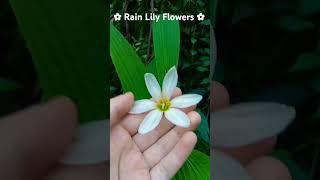 Rain Lily Flowers #gardenview #flowers #rainlilyflower #gardening #nature #viral #shortvideo #shorts