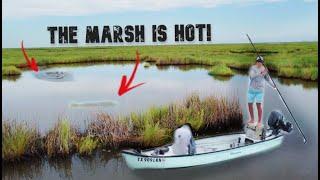 Crazy Shallow Water Fishing for Marsh Beasts!! -Catch N Cook   {Galveston Marsh Fishing}