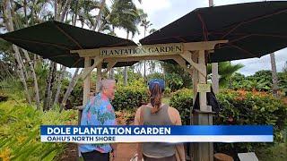 Dole Plantation adds new mini-garden to its attractions